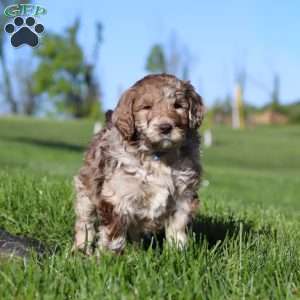 Hudson, Newfypoo Puppy